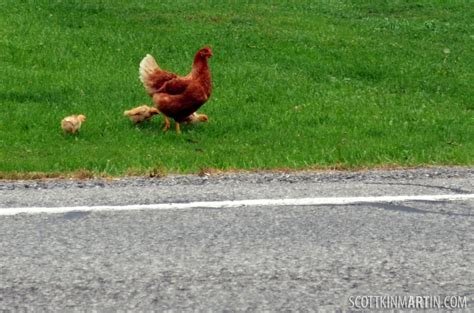 Best chicken road game in Spain
